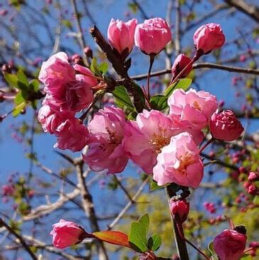 海棠開花|【海棠(カイドウ)のまとめ！】育て方(植え替えや挿し。